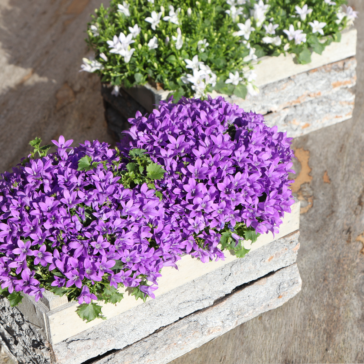Campanula Addenda Ambella Intense purple en pot. Plante verte type Campanula Addenda Ambella Intense purple, livrée en pot, idéale pour intérieur lumineux. – Image 3