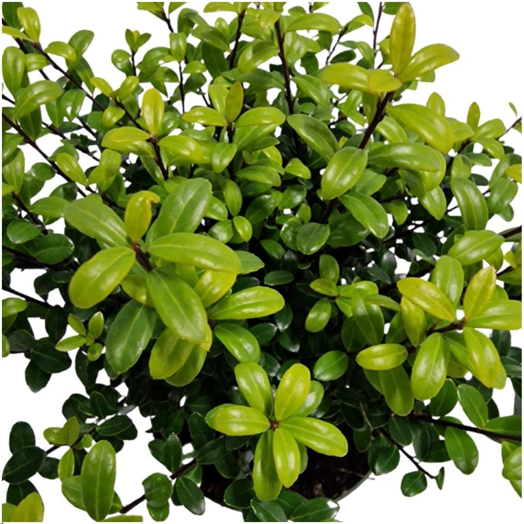 24 x Ilex crenata 'Jenny' ® en pot Ø12cm  Hauteur 20cm. Plante verte type 24 x Ilex crenata 'Jenny' ®, livrée en pot, idéale pour intérieur lumineux. – Image 3