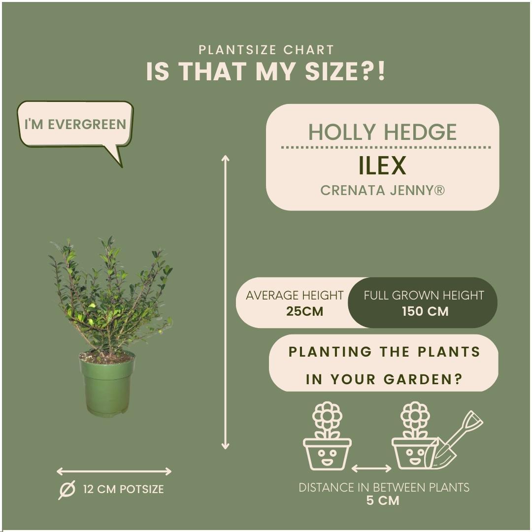 24 x Ilex crenata 'Jenny' ® en pot Ø12cm  Hauteur 20cm. Plante verte type 24 x Ilex crenata 'Jenny' ®, livrée en pot, idéale pour intérieur lumineux. – Image 4