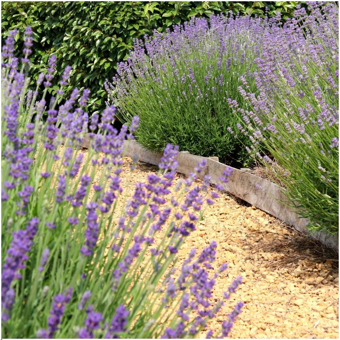 24 x Lavandula angustifolia Felice® en pot Ø12cm  Hauteur 25cm. Plante verte type 24 x Lavandula angustifolia Felice®, livrée en pot, idéale pour intérieur lumineux. – Image 2