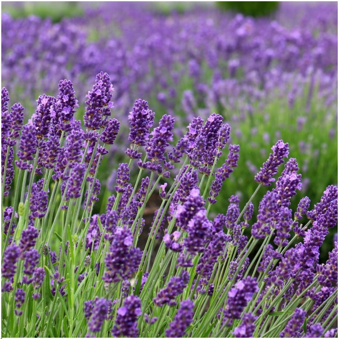 24 x Lavandula angustifolia Felice® en pot Ø12cm  Hauteur 25cm. Plante verte type 24 x Lavandula angustifolia Felice®, livrée en pot, idéale pour intérieur lumineux. – Image 3