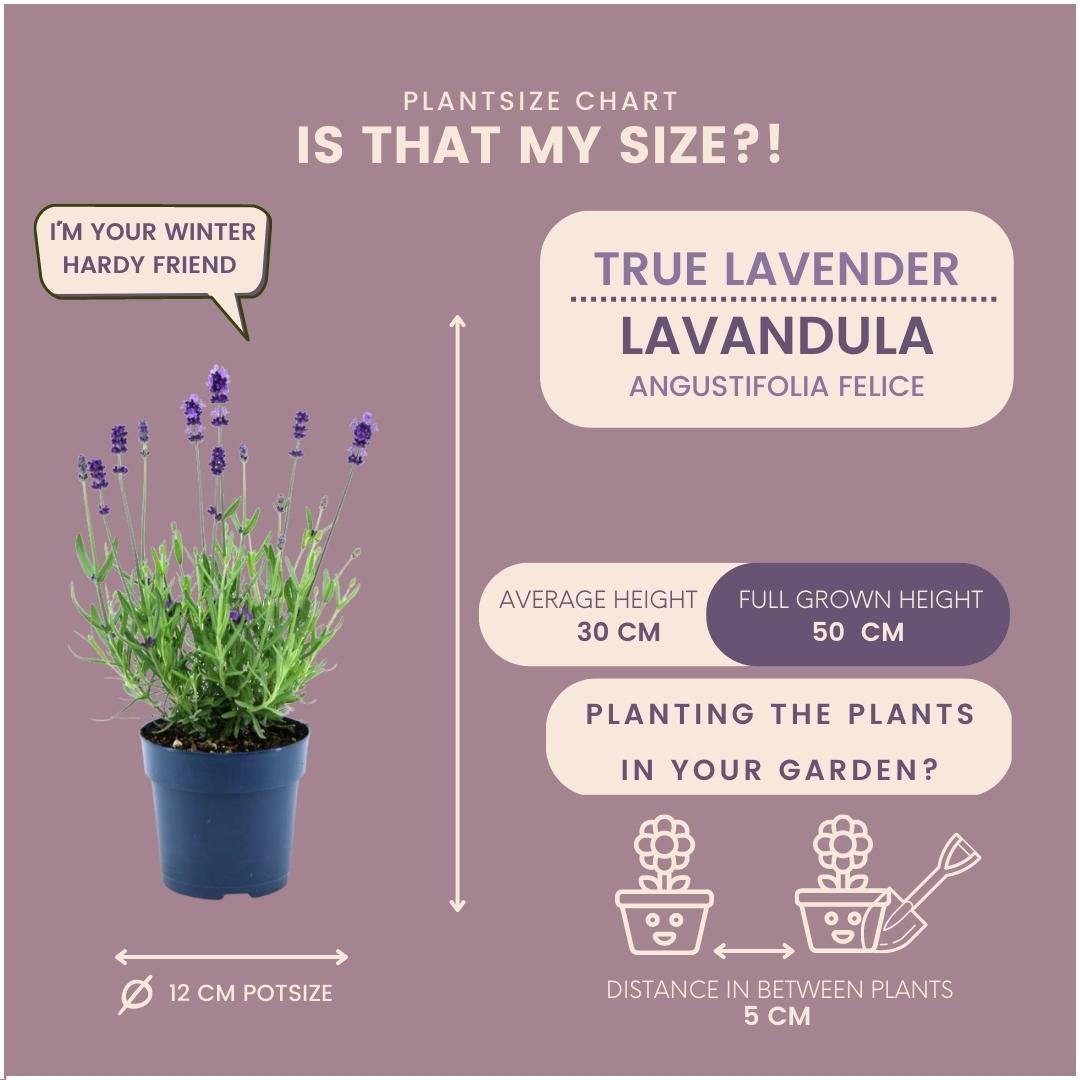 24 x Lavandula angustifolia Felice® en pot Ø12cm  Hauteur 25cm. Plante verte type 24 x Lavandula angustifolia Felice®, livrée en pot, idéale pour intérieur lumineux. – Image 4