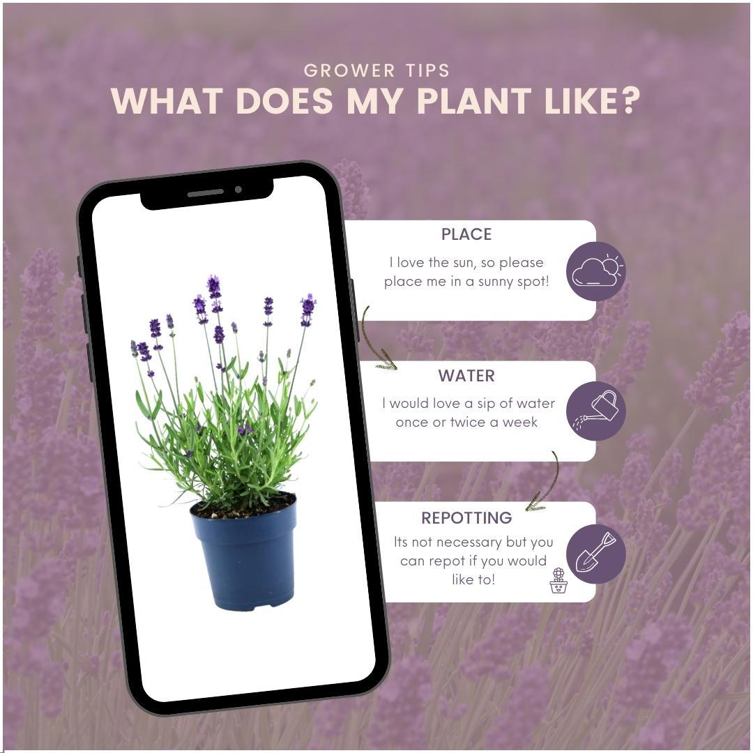 24 x Lavandula angustifolia Felice® en pot Ø12cm  Hauteur 25cm. Plante verte type 24 x Lavandula angustifolia Felice®, livrée en pot, idéale pour intérieur lumineux. – Image 5