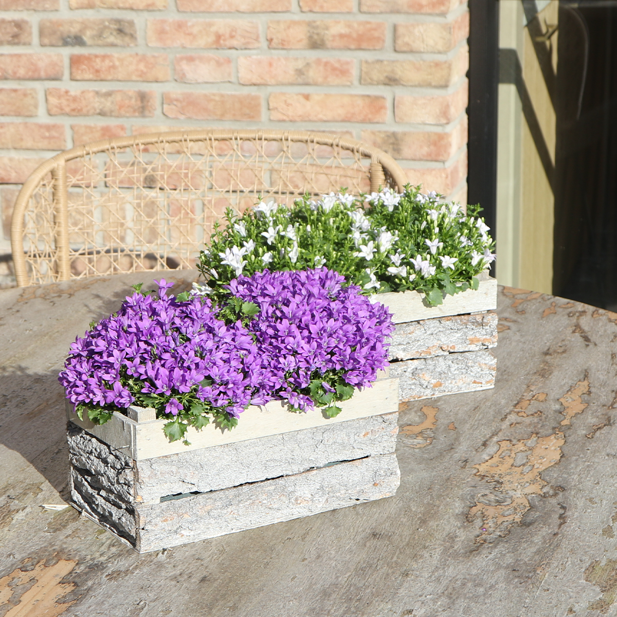 Campanula Addenda Ambella Intense purple en pot. Plante verte type Campanula Addenda Ambella Intense purple, livrée en pot, idéale pour intérieur lumineux. – Image 4