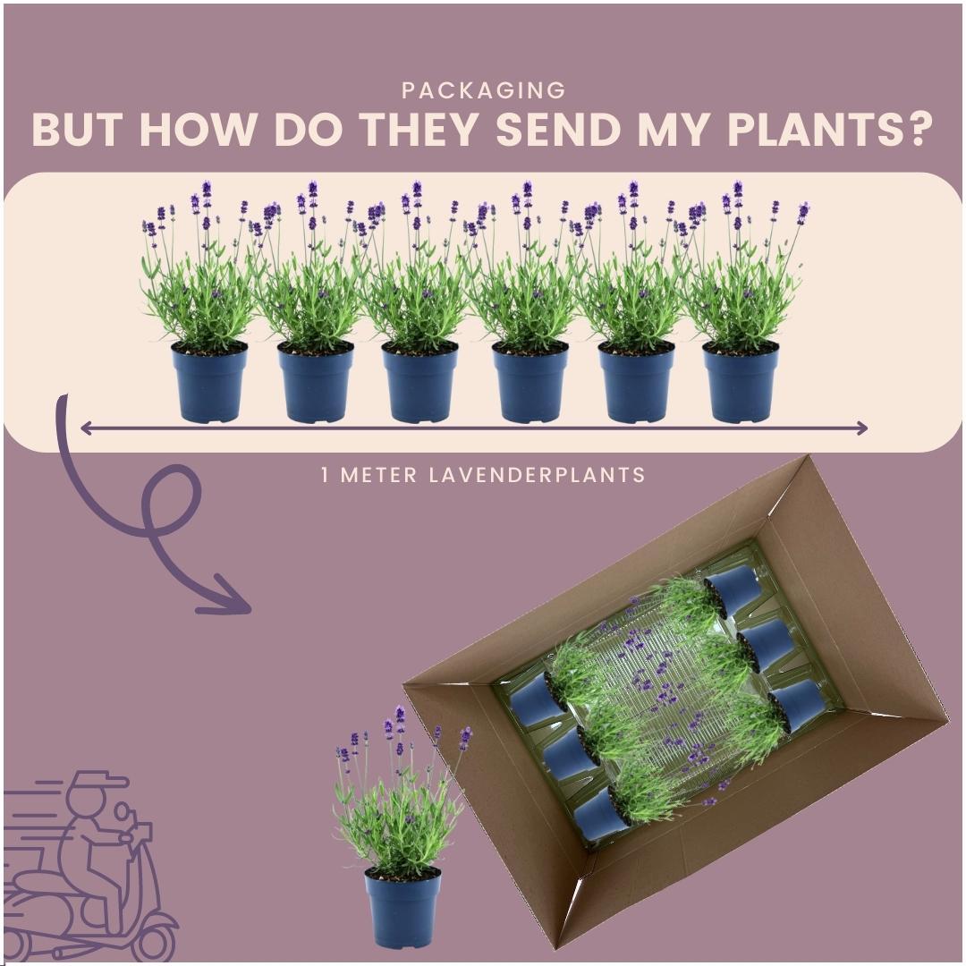 24 x Lavandula angustifolia Felice® en pot Ø12cm  Hauteur 25cm. Plante verte type 24 x Lavandula angustifolia Felice®, livrée en pot, idéale pour intérieur lumineux. – Image 6