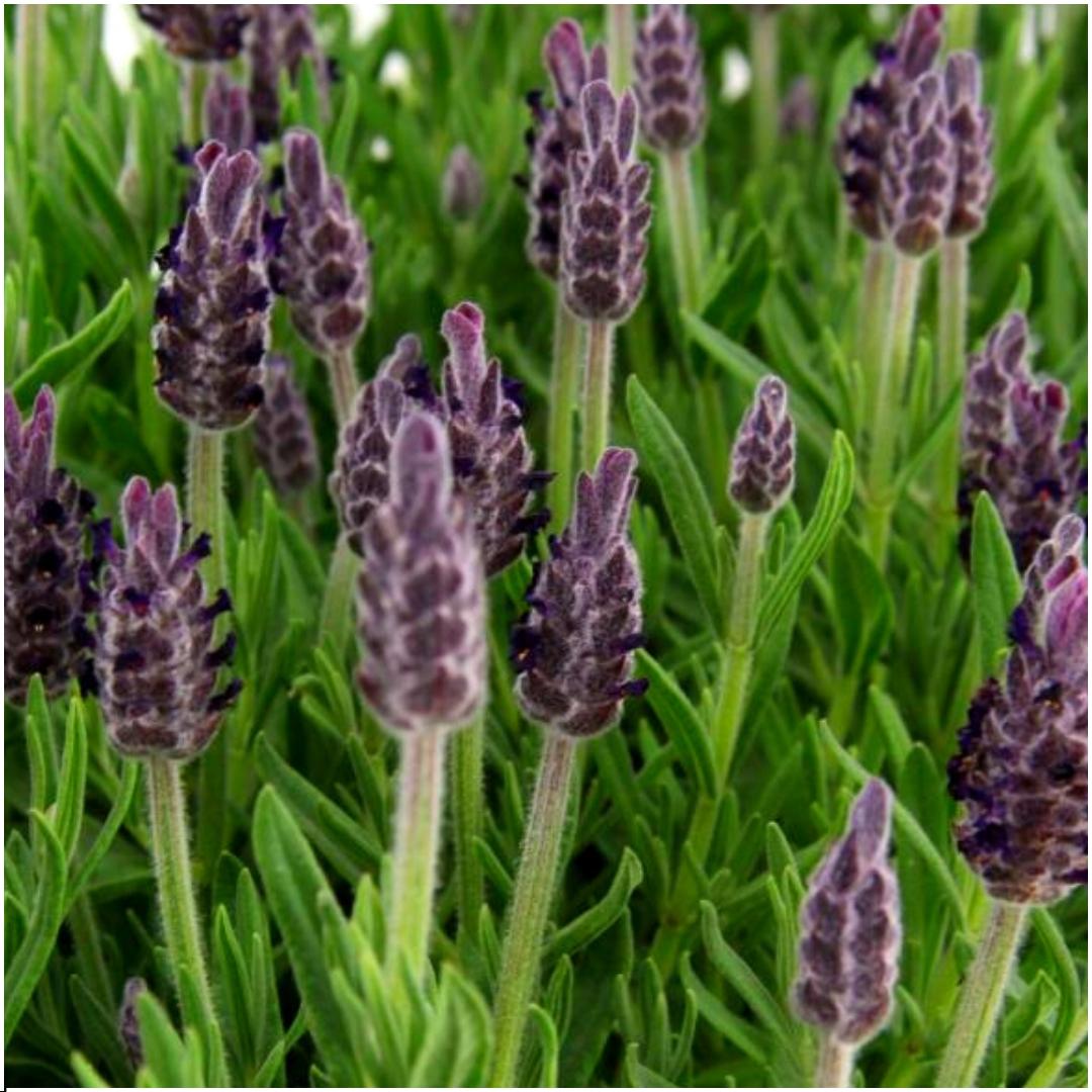 24 x Lavandula stoechas Anouk® en pot Ø12cm  Hauteur 25cm. Plante verte type 24 x Lavandula stoechas Anouk®, livrée en pot, idéale pour intérieur lumineux. – Image 2