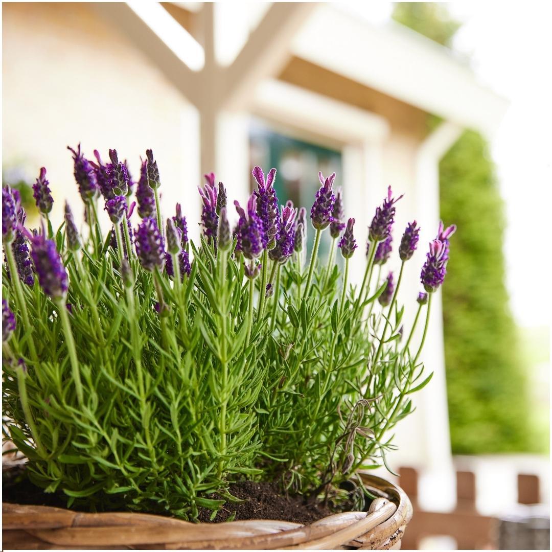 24 x Lavandula stoechas Anouk® en pot Ø12cm  Hauteur 25cm. Plante verte type 24 x Lavandula stoechas Anouk®, livrée en pot, idéale pour intérieur lumineux. – Image 3