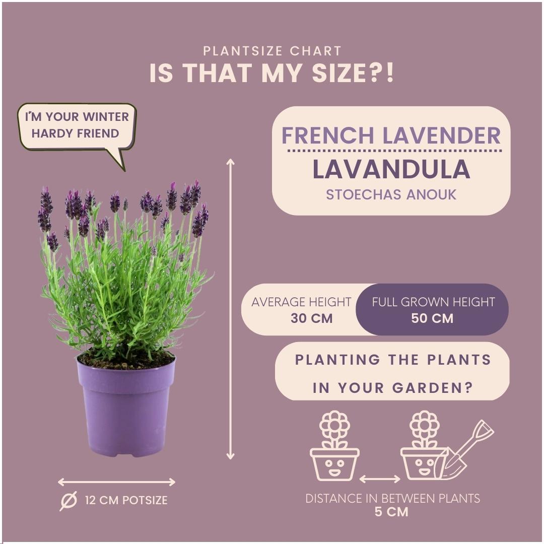 24 x Lavandula stoechas Anouk® en pot Ø12cm  Hauteur 25cm. Plante verte type 24 x Lavandula stoechas Anouk®, livrée en pot, idéale pour intérieur lumineux. – Image 4