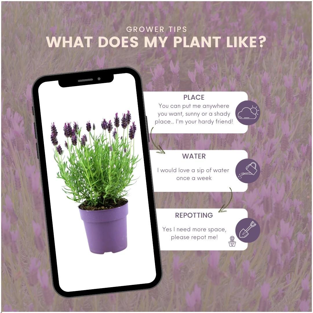 24 x Lavandula stoechas Anouk® en pot Ø12cm  Hauteur 25cm. Plante verte type 24 x Lavandula stoechas Anouk®, livrée en pot, idéale pour intérieur lumineux. – Image 5