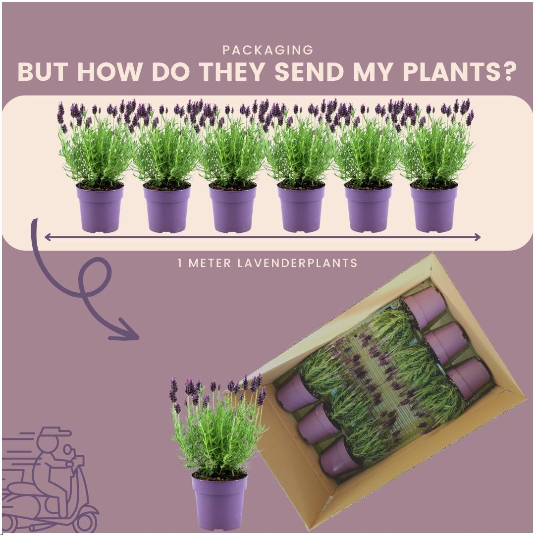 24 x Lavandula stoechas Anouk® en pot Ø12cm  Hauteur 25cm. Plante verte type 24 x Lavandula stoechas Anouk®, livrée en pot, idéale pour intérieur lumineux. – Image 6