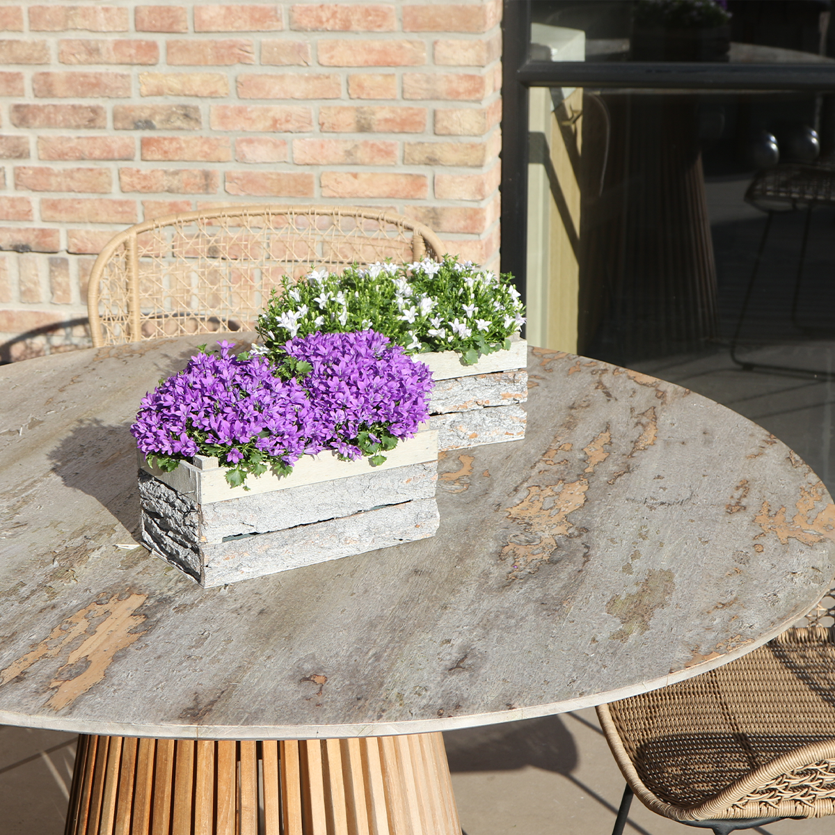 Campanula Addenda Ambella Intense purple en pot. Plante verte type Campanula Addenda Ambella Intense purple, livrée en pot, idéale pour intérieur lumineux. – Image 5