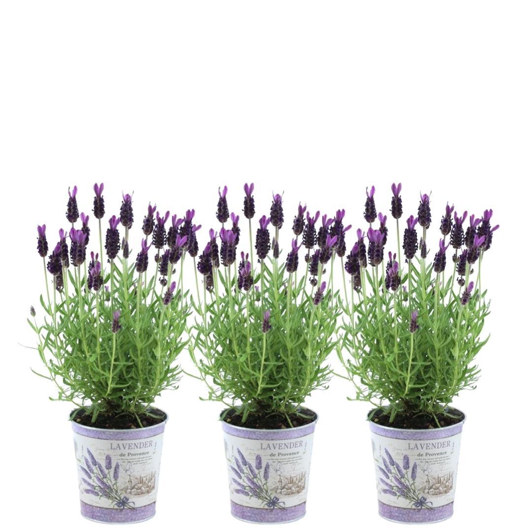 Plants by Frank en pot. Plante verte type Plants by Frank, livrée en pot, idéale pour intérieur lumineux.