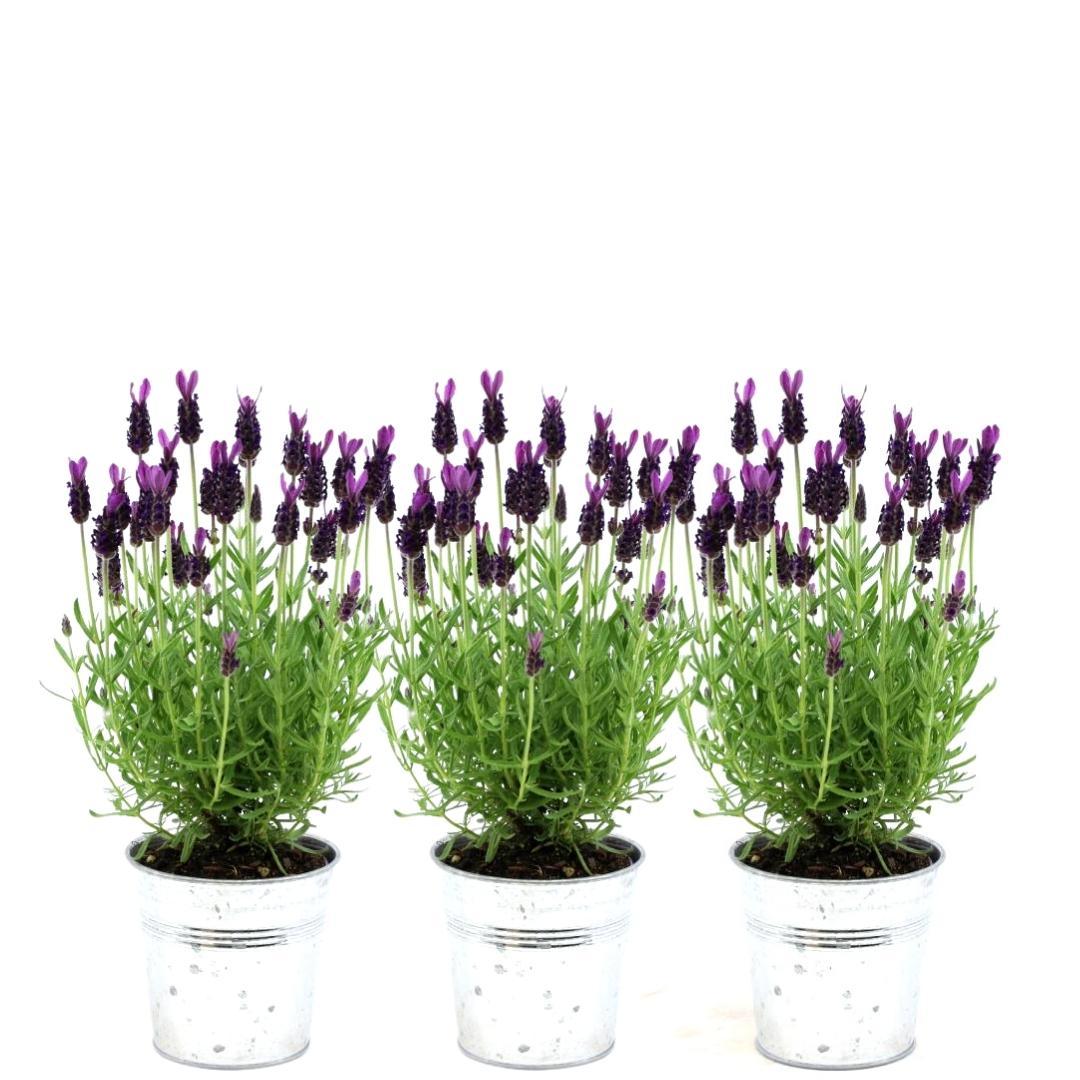 Plants by Frank en pot. Plante verte type Plants by Frank, livrée en pot, idéale pour intérieur lumineux.