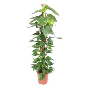 Epipremnum Aureum mosstok en pot Ø27cm. Plante verte type Epipremnum Aureum mosstok, livrée en pot, idéale pour intérieur lumineux.