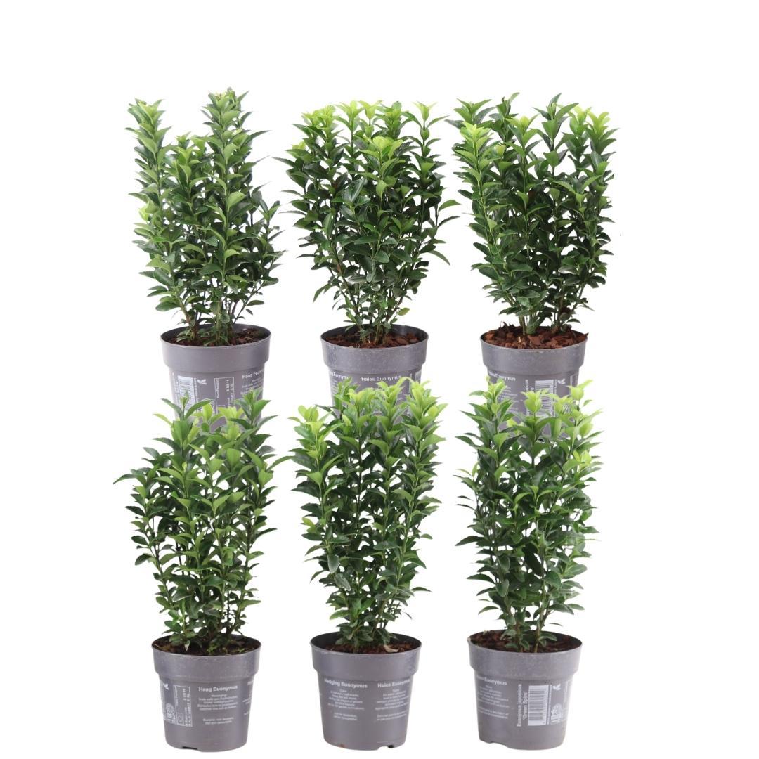 Plants by Frank en pot. Plante verte type Plants by Frank, livrée en pot, idéale pour intérieur lumineux.