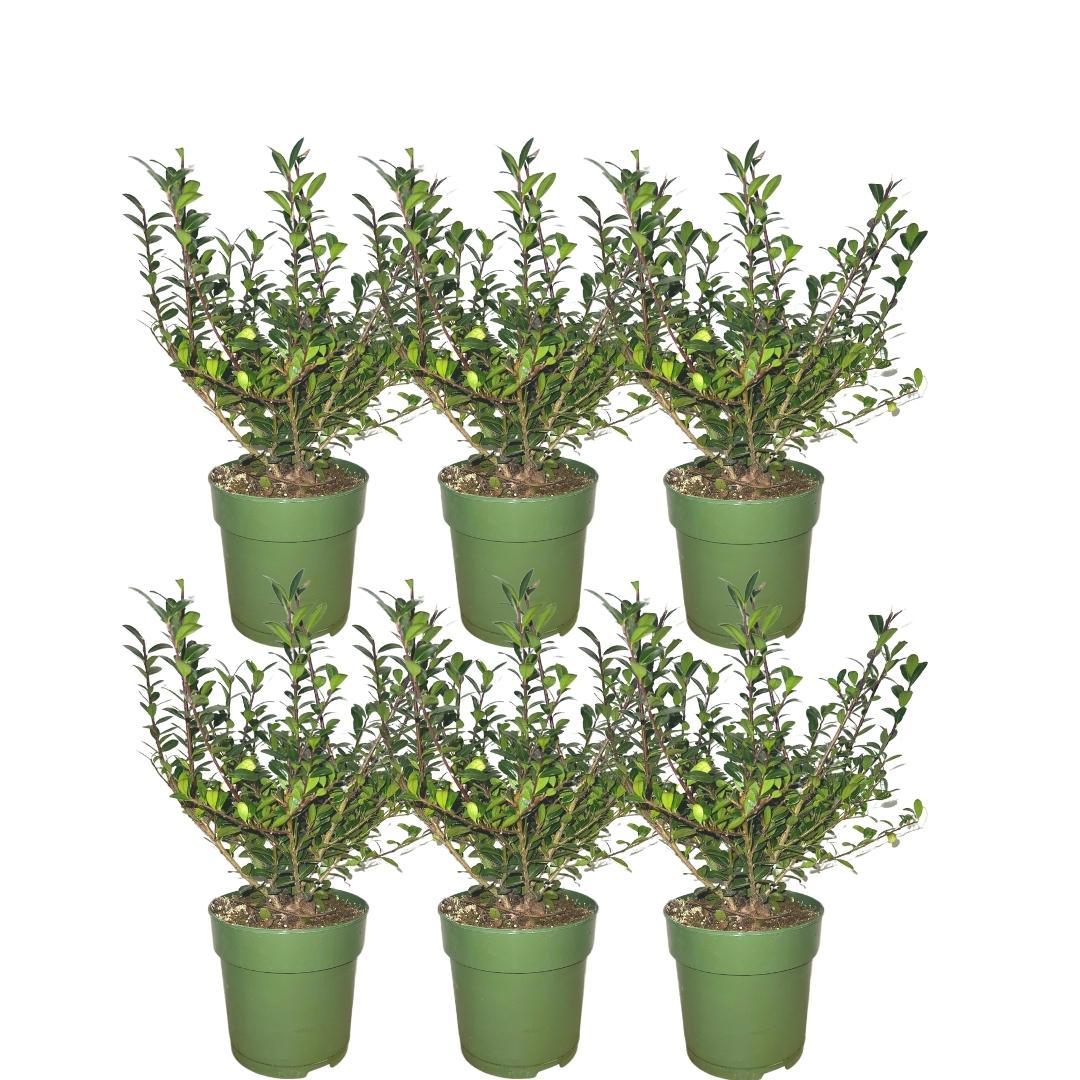Plants by Frank en pot. Plante verte type Plants by Frank, livrée en pot, idéale pour intérieur lumineux.