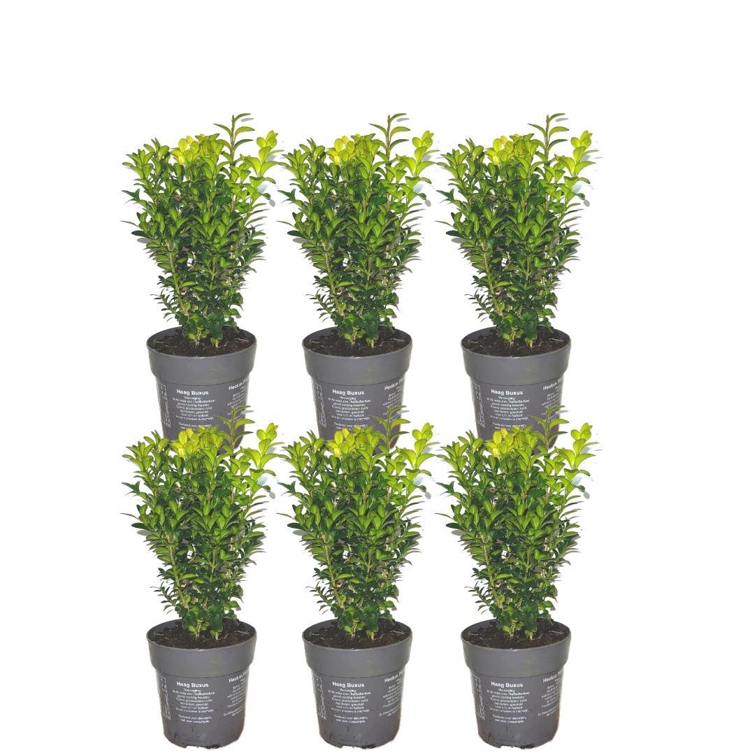 1 meter Buxus Sempervirens haag en pot Ø12cm. Plante verte type 1 meter Buxus Sempervirens haag, livrée en pot, idéale pour intérieur lumineux.