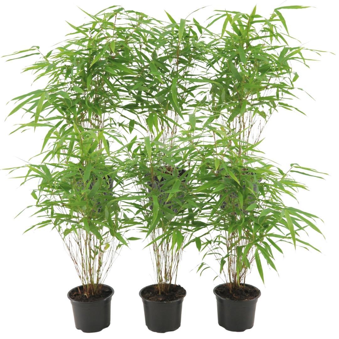 6 x Fargesia Rufa Ø12 cm en pot Ø12cm  Hauteur 25cm. Plante verte type 6 x Fargesia Rufa Ø12 cm, livrée en pot, idéale pour intérieur lumineux.