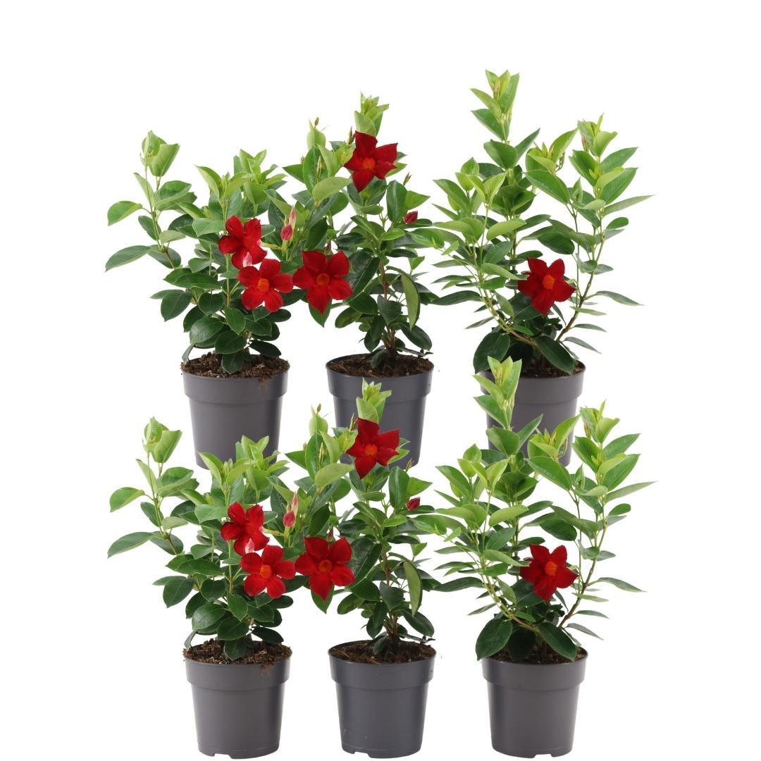 6 x Dipladenia Red en pot Ø12cm  Hauteur 25cm. Plante verte type 6 x Dipladenia Red, livrée en pot, idéale pour intérieur lumineux.