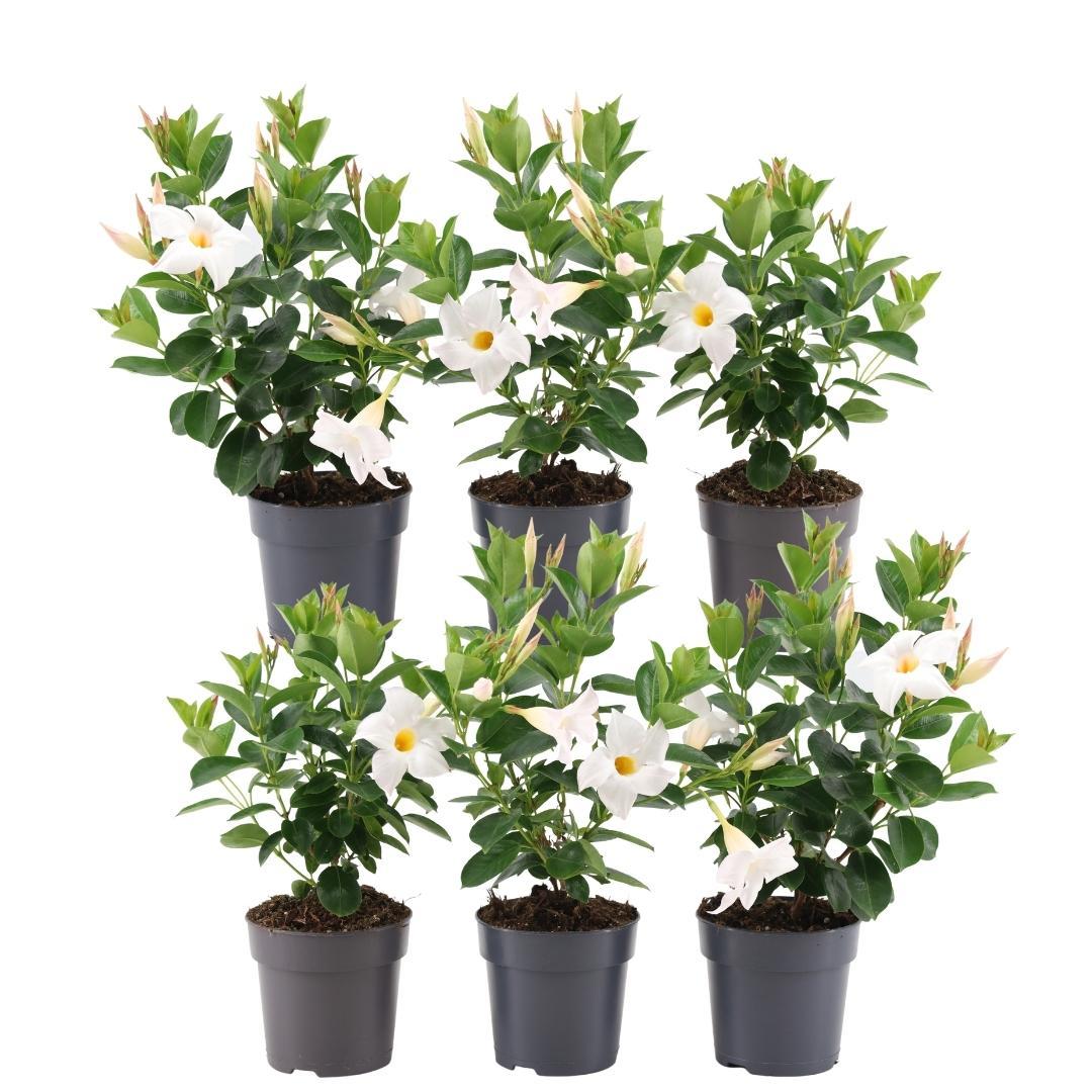 6 x Dipladenia white en pot Ø12cm  Hauteur 25cm. Plante verte type 6 x Dipladenia white, livrée en pot, idéale pour intérieur lumineux.