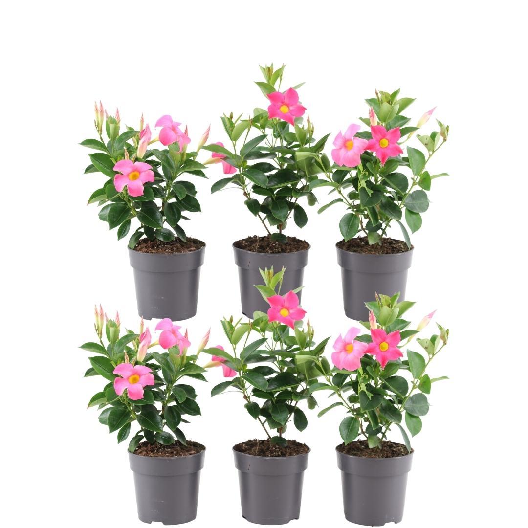 6 x Dipladenia Pink en pot Ø12cm  Hauteur 25cm. Plante verte type 6 x Dipladenia Pink, livrée en pot, idéale pour intérieur lumineux.