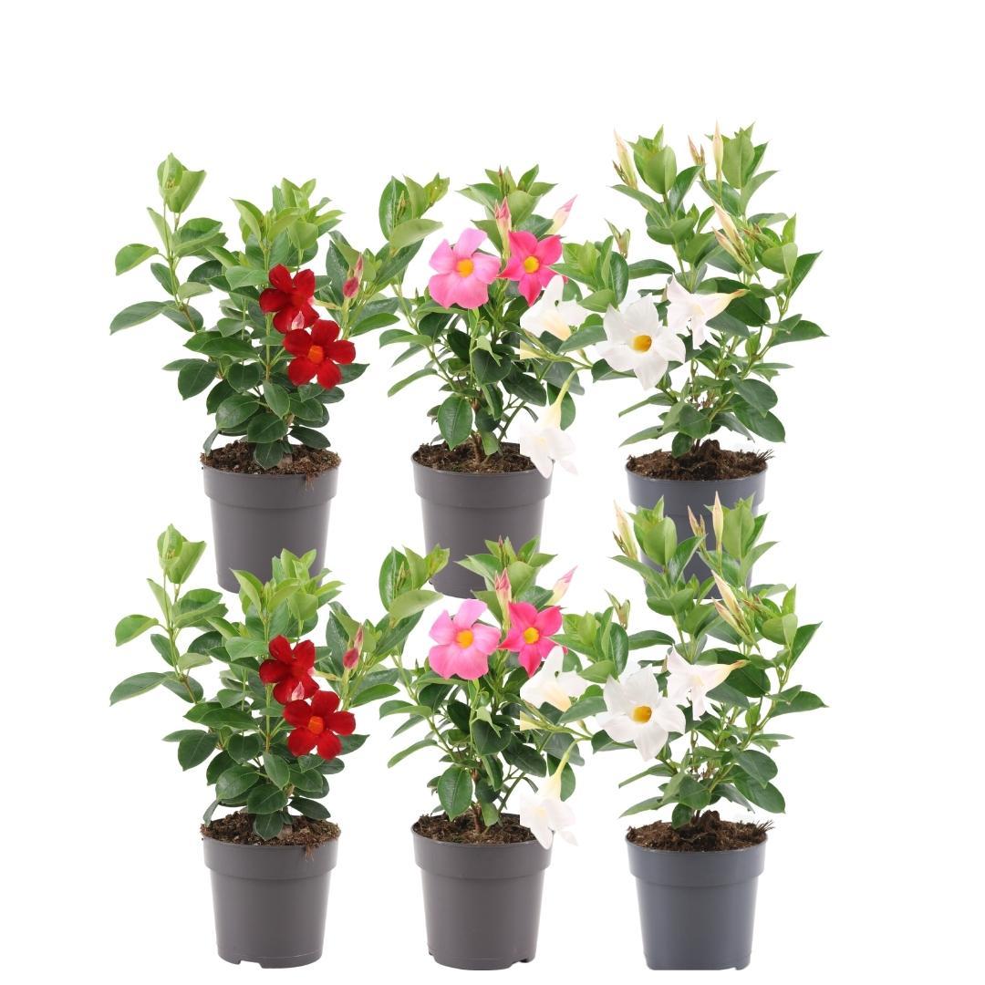 Dipladenia Mix en pot Ø12cm. Plante verte type Dipladenia Mix, livrée en pot, idéale pour intérieur lumineux.