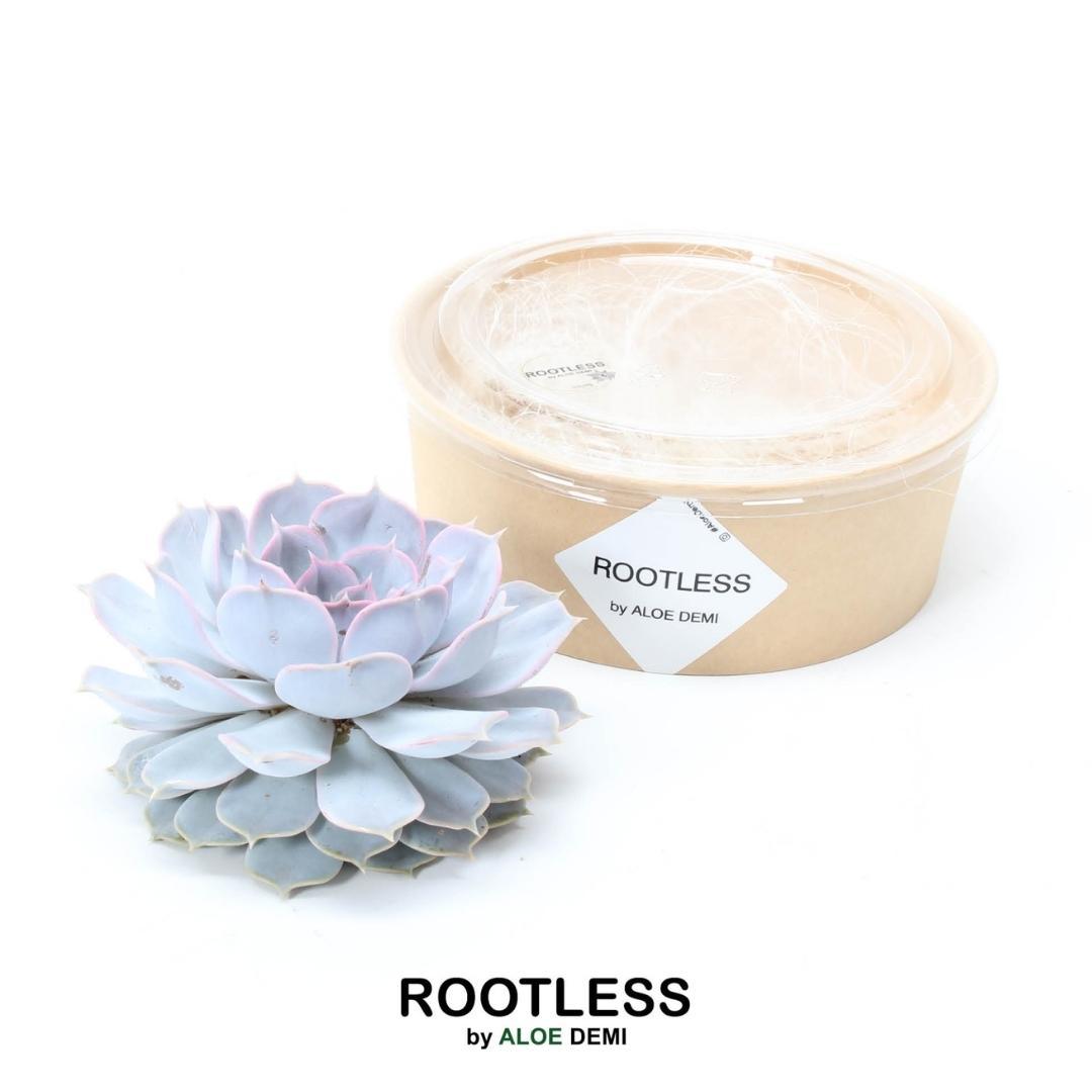 ROOTLESS Succulent Echeveria Lilacina Ø12 en pot Ø12cm  Hauteur 5cm. Plante verte type ROOTLESS Succulent Echeveria Lilacina Ø12, livrée en pot, idéale pour intérieur lumineux.