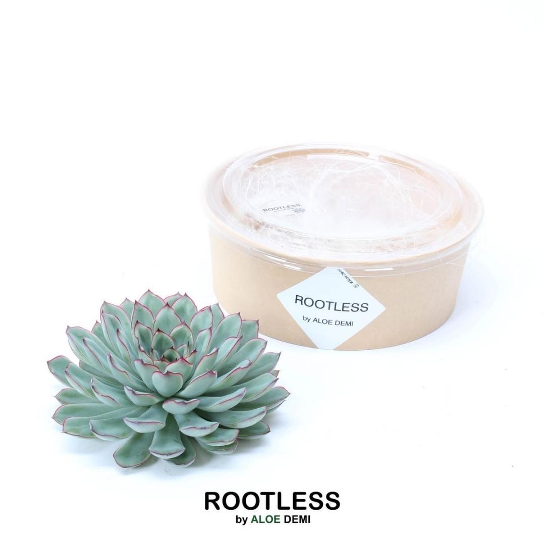 ROOTLESS Succulent Echeveria Pulidonis Ø12 en pot Ø12cm  Hauteur 5cm. Plante verte type ROOTLESS Succulent Echeveria Pulidonis Ø12, livrée en pot, idéale pour intérieur lumineux.