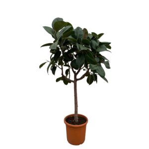Ficus Elastica Robusta op stam en pot Ø40cm. Plante verte type Ficus Elastica Robusta op stam, livrée en pot, idéale pour intérieur lumineux.
