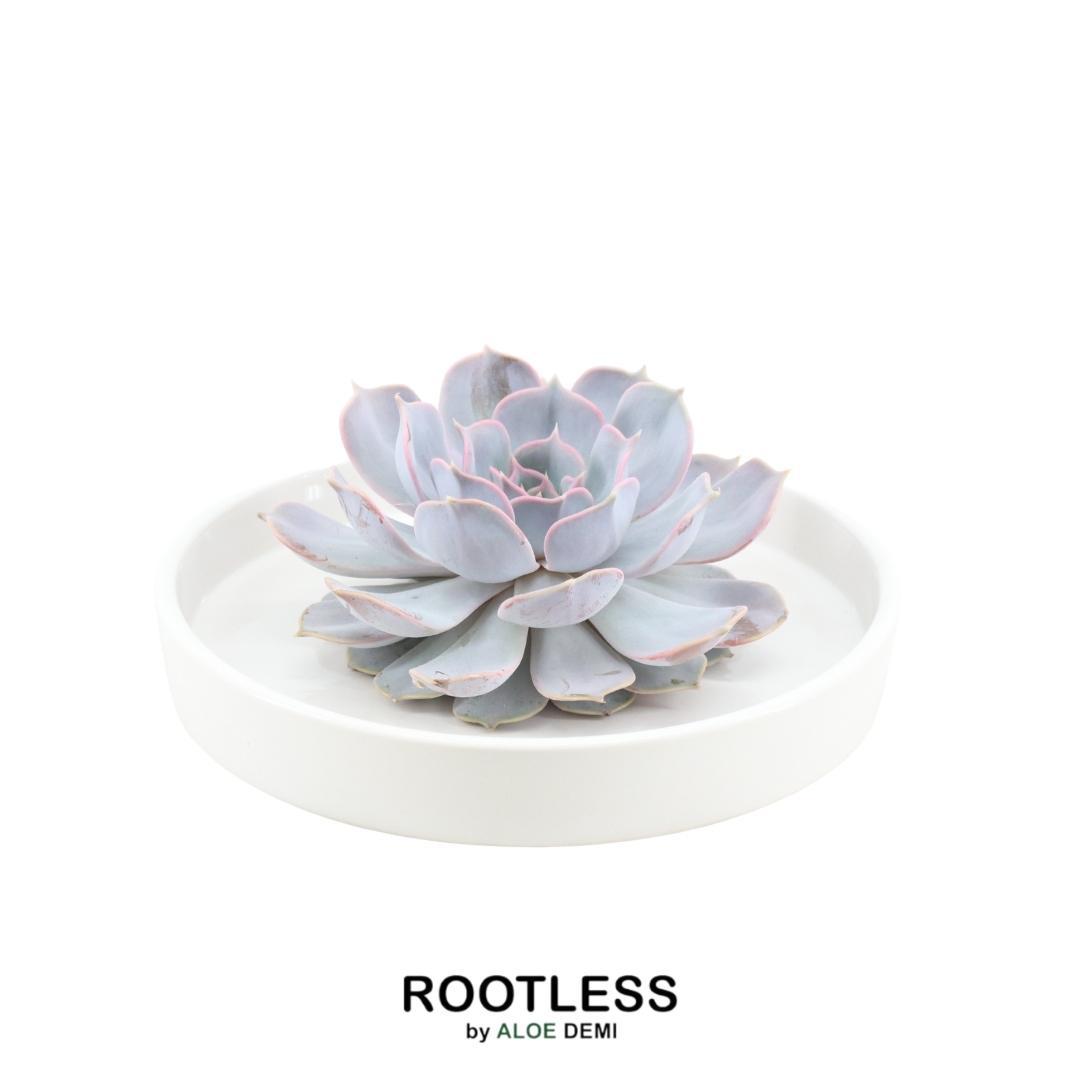 ROOTLESS Succulent Echeveria Lilacina in schaal 'wit' Ø20 cm en pot Ø20cm  Hauteur 5cm. Plante verte type ROOTLESS Succulent Echeveria Lilacina in schaal 'wit' Ø20 cm, livrée en pot, idéale pour intérieur lumineux.