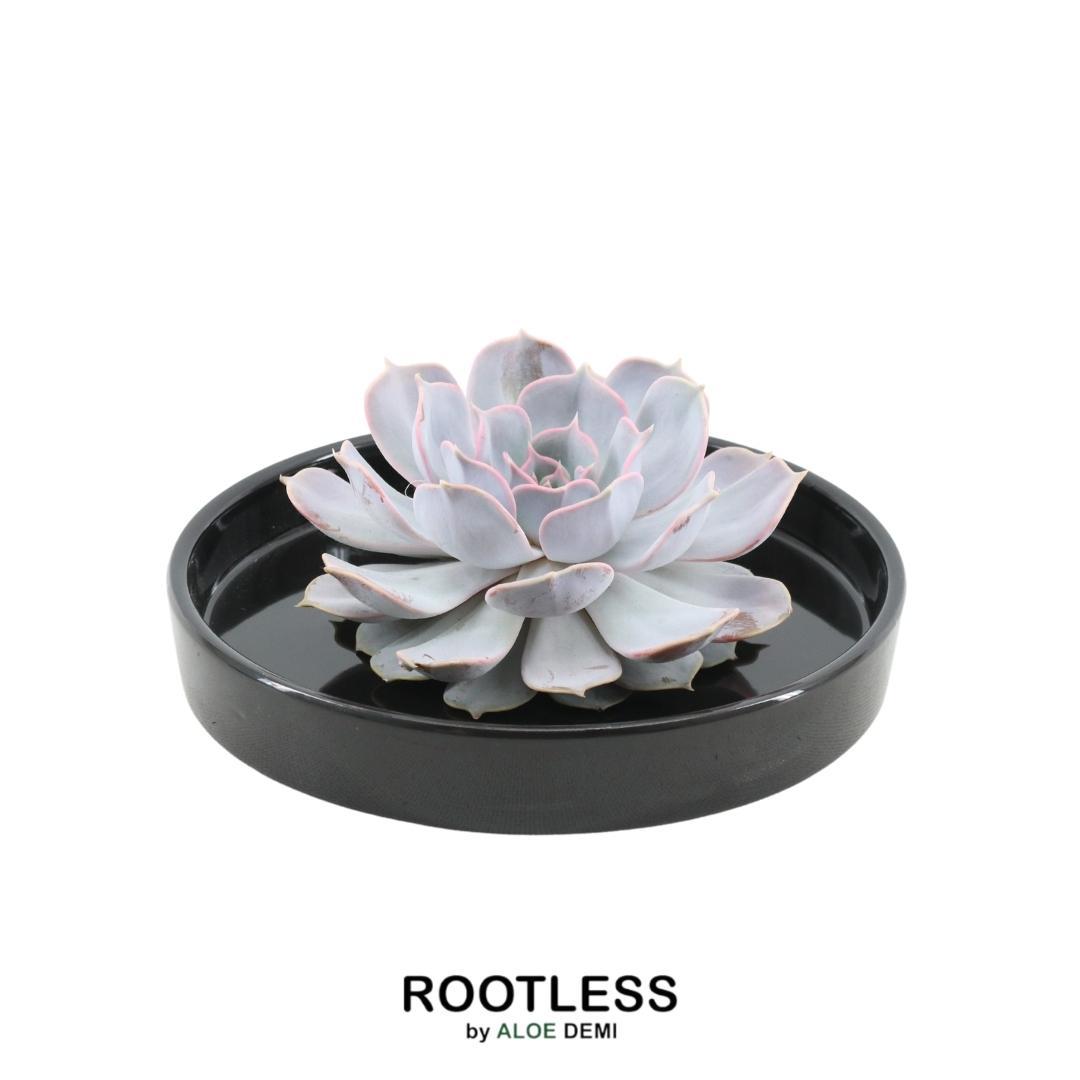 ROOTLESS Succulent Echeveria Lilacina in schaal 'zwart' Ø20 cm en pot Ø20cm  Hauteur 5cm. Plante verte type ROOTLESS Succulent Echeveria Lilacina in schaal 'zwart' Ø20 cm, livrée en pot, idéale pour intérieur lumineux.