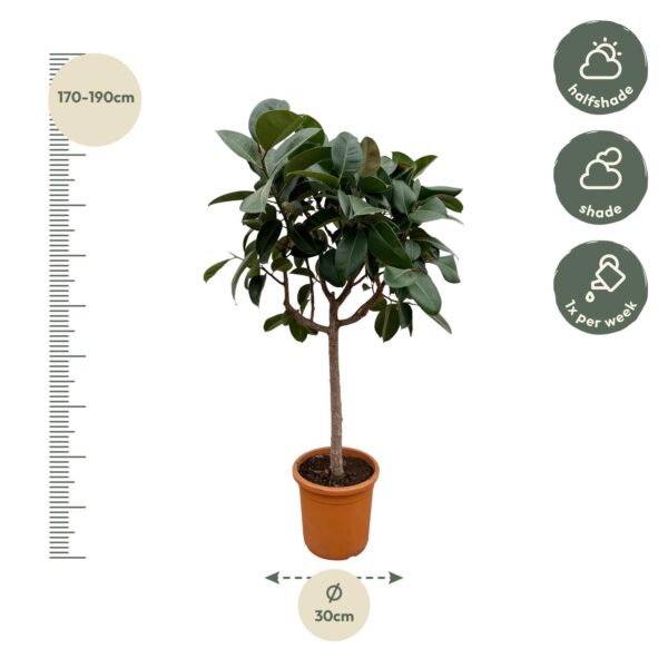 Ficus Elastica Robusta op stam en pot Ø40cm. Plante verte type Ficus Elastica Robusta op stam, livrée en pot, idéale pour intérieur lumineux. – Image 2