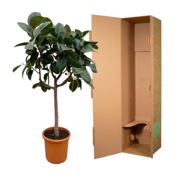 Ficus Elastica Robusta op stam en pot Ø40cm. Plante verte type Ficus Elastica Robusta op stam, livrée en pot, idéale pour intérieur lumineux. – Image 3