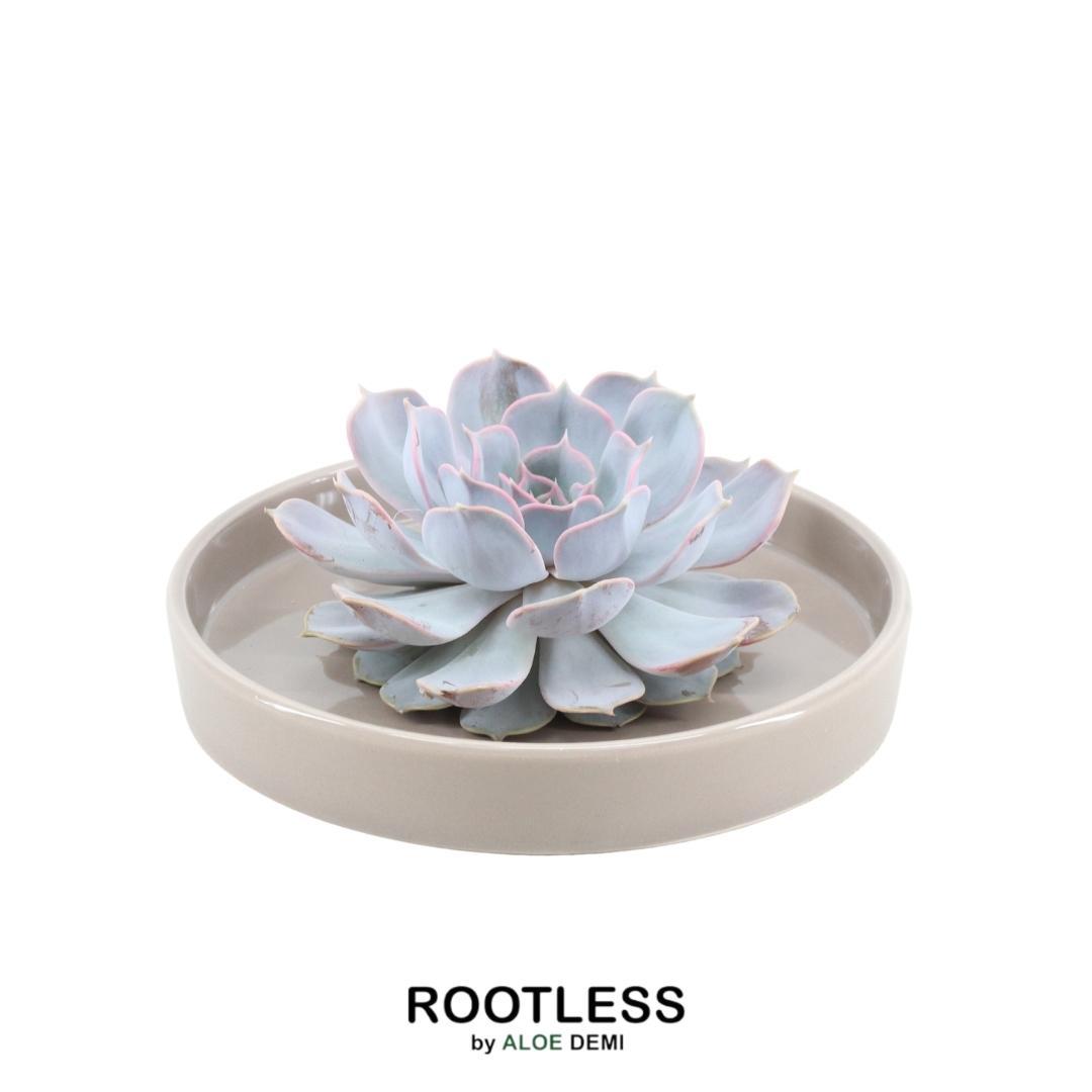 ROOTLESS Succulent Echeveria Lilacina in schaal 'taupe' Ø20 cm en pot Ø20cm  Hauteur 5cm. Plante verte type ROOTLESS Succulent Echeveria Lilacina in schaal 'taupe' Ø20 cm, livrée en pot, idéale pour intérieur lumineux.