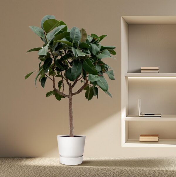 Ficus Elastica Robusta op stam en pot Ø40cm. Plante verte type Ficus Elastica Robusta op stam, livrée en pot, idéale pour intérieur lumineux. – Image 4