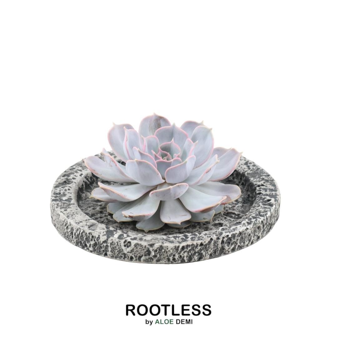 ROOTLESS Succulent Echeveria Lilacina in schaal 'Concrete' Ø20 cm en pot Ø20cm  Hauteur 5cm. Plante verte type ROOTLESS Succulent Echeveria Lilacina in schaal 'Concrete' Ø20 cm, livrée en pot, idéale pour intérieur lumineux.