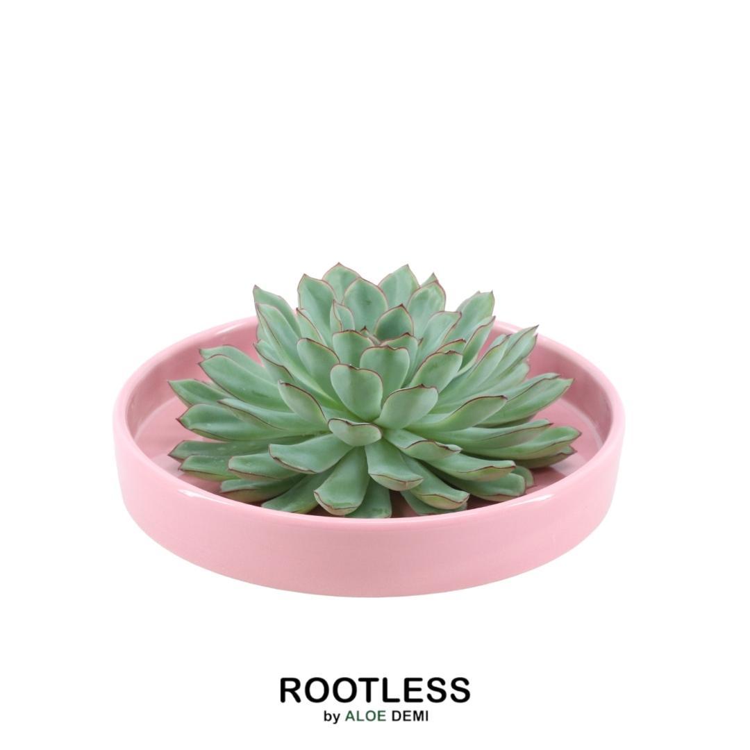 ROOTLESS Succulent Echeveria Pulidonis in schaal 'roze' Ø20 cm en pot Ø20cm  Hauteur 5cm. Plante verte type ROOTLESS Succulent Echeveria Pulidonis in schaal 'roze' Ø20 cm, livrée en pot, idéale pour intérieur lumineux.