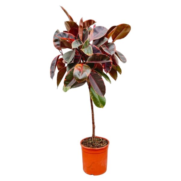 Ficus Elastica Belize op stam en pot Ø24cm. Plante verte type Ficus Elastica Belize op stam, livrée en pot, idéale pour intérieur lumineux.