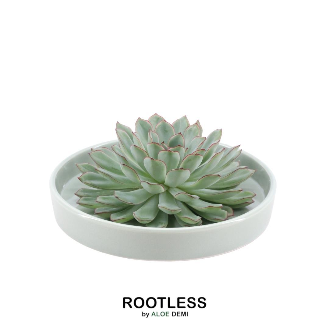 ROOTLESS Succulent Echeveria Pulidonis in schaal 'groen' Ø20 cm en pot Ø20cm  Hauteur 5cm. Plante verte type ROOTLESS Succulent Echeveria Pulidonis in schaal 'groen' Ø20 cm, livrée en pot, idéale pour intérieur lumineux.