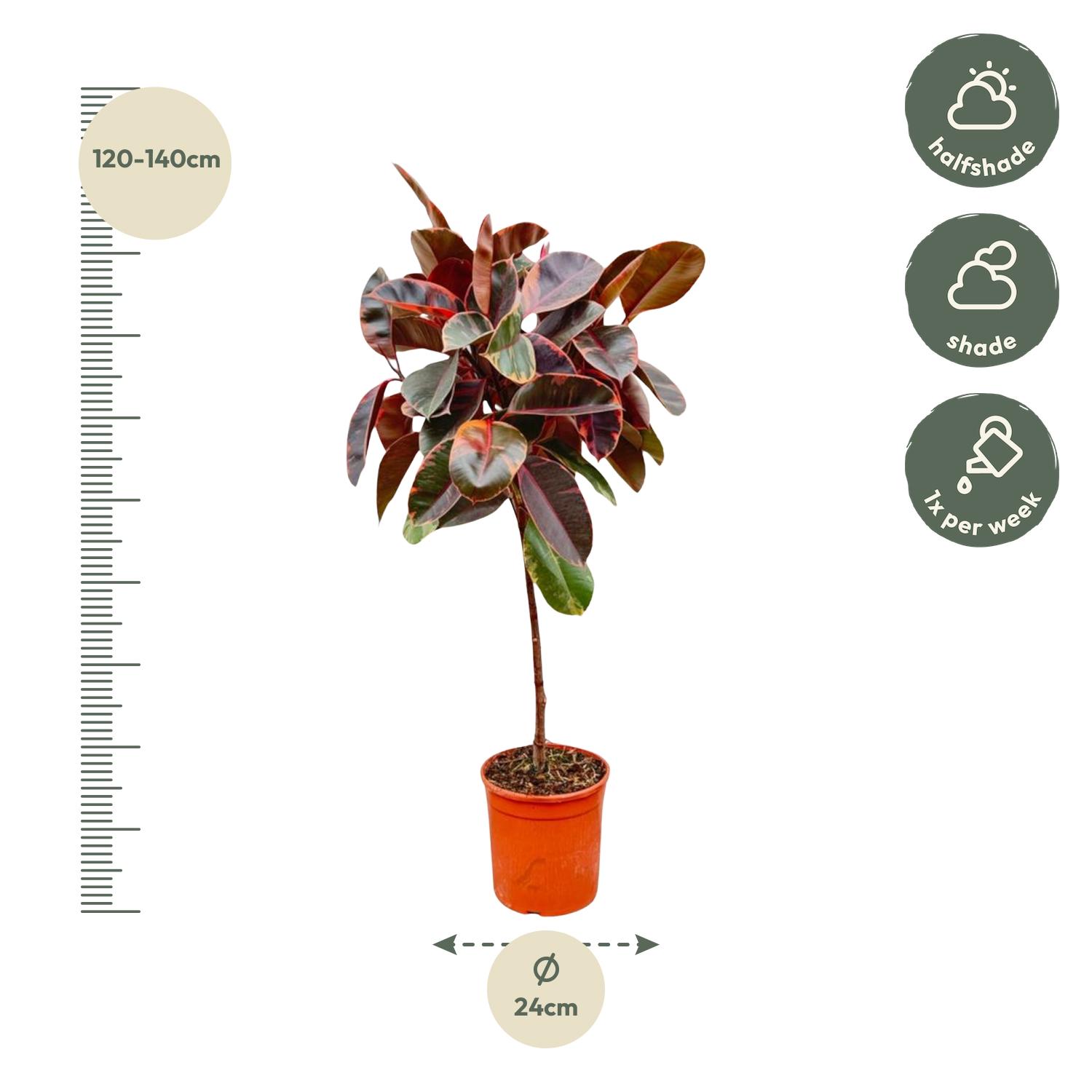 Ficus Elastica Belize op stam en pot Ø24cm. Plante verte type Ficus Elastica Belize op stam, livrée en pot, idéale pour intérieur lumineux. – Image 2