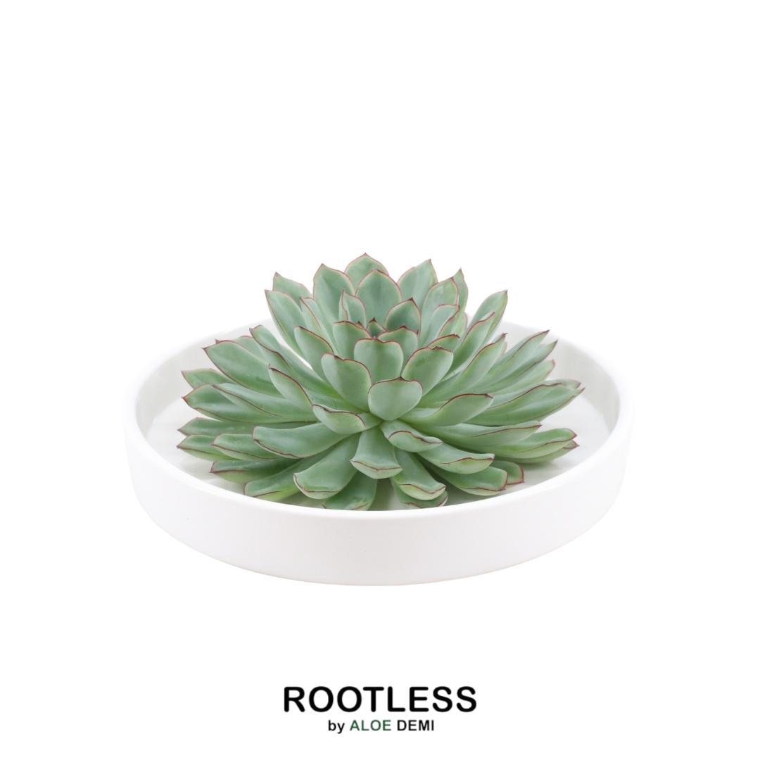 ROOTLESS Succulent Echeveria Pulidonis in schaal 'wit' Ø20 cm en pot Ø20cm  Hauteur 5cm. Plante verte type ROOTLESS Succulent Echeveria Pulidonis in schaal 'wit' Ø20 cm, livrée en pot, idéale pour intérieur lumineux.