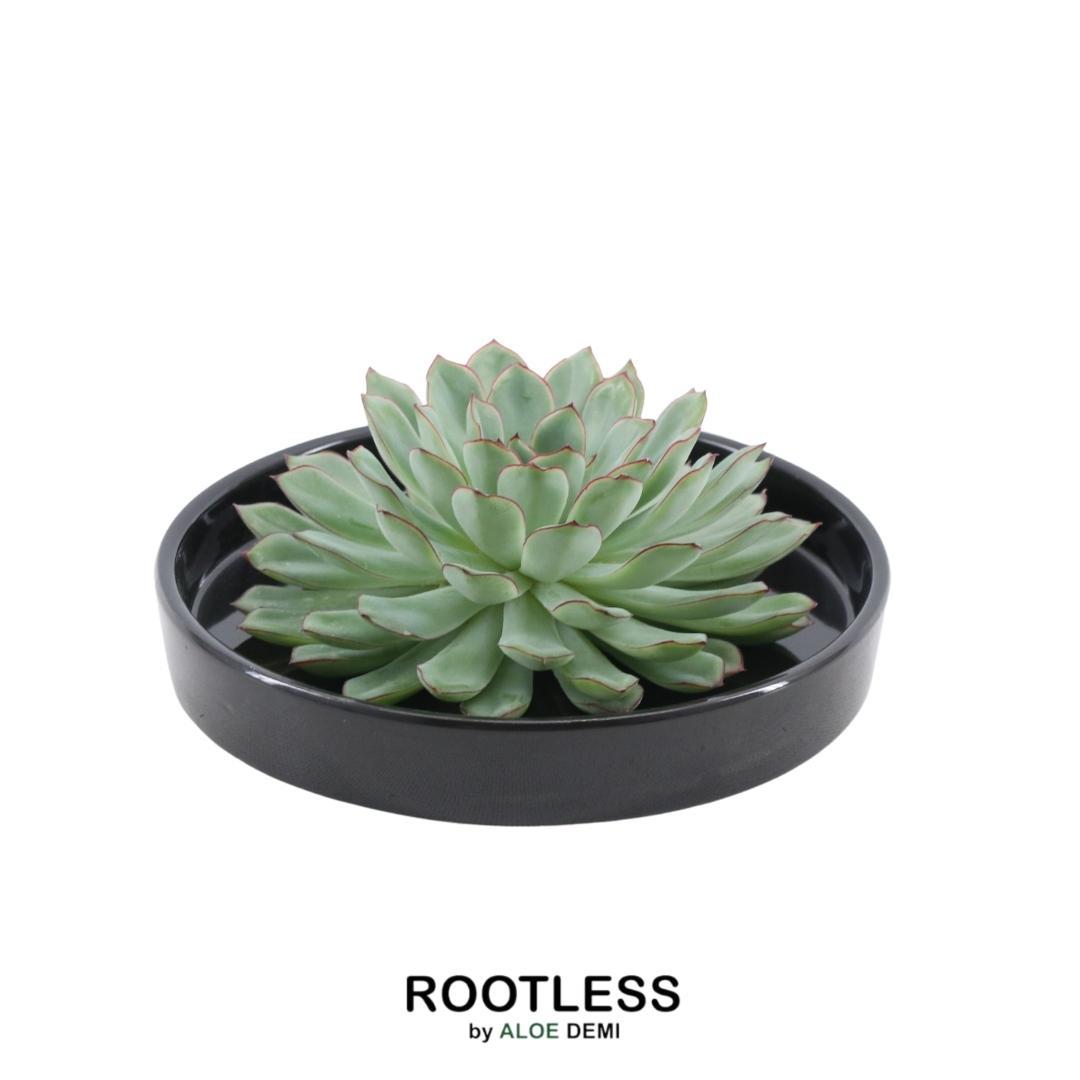 ROOTLESS Succulent Echeveria Pulidonis in schaal 'zwart' Ø20 cm en pot Ø20cm  Hauteur 5cm. Plante verte type ROOTLESS Succulent Echeveria Pulidonis in schaal 'zwart' Ø20 cm, livrée en pot, idéale pour intérieur lumineux.