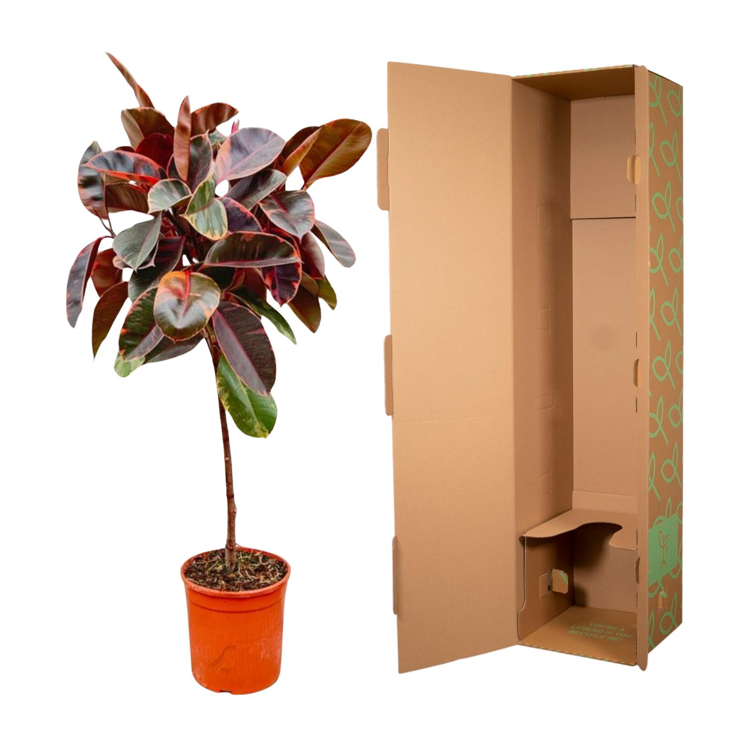 Ficus Elastica Belize op stam en pot Ø24cm. Plante verte type Ficus Elastica Belize op stam, livrée en pot, idéale pour intérieur lumineux. – Image 3