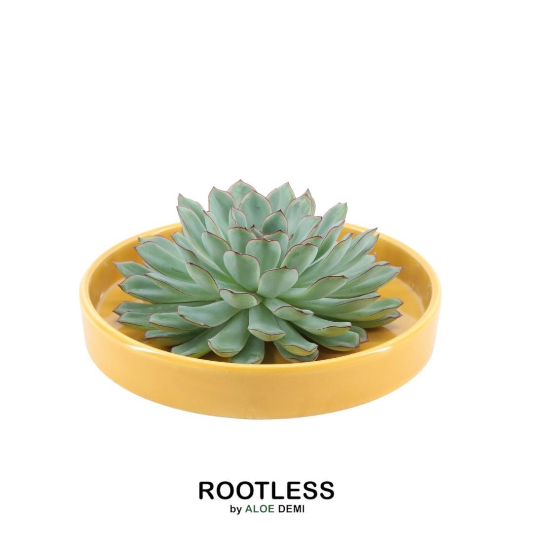 ROOTLESS Succulent Echeveria Pulidonis in schaal 'geel' Ø20 cm en pot Ø20cm  Hauteur 5cm. Plante verte type ROOTLESS Succulent Echeveria Pulidonis in schaal 'geel' Ø20 cm, livrée en pot, idéale pour intérieur lumineux.