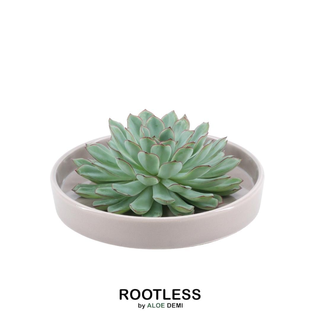 ROOTLESS Succulent Echeveria Pulidonis in schaal 'taupe' Ø20 cm en pot Ø20cm  Hauteur 5cm. Plante verte type ROOTLESS Succulent Echeveria Pulidonis in schaal 'taupe' Ø20 cm, livrée en pot, idéale pour intérieur lumineux.