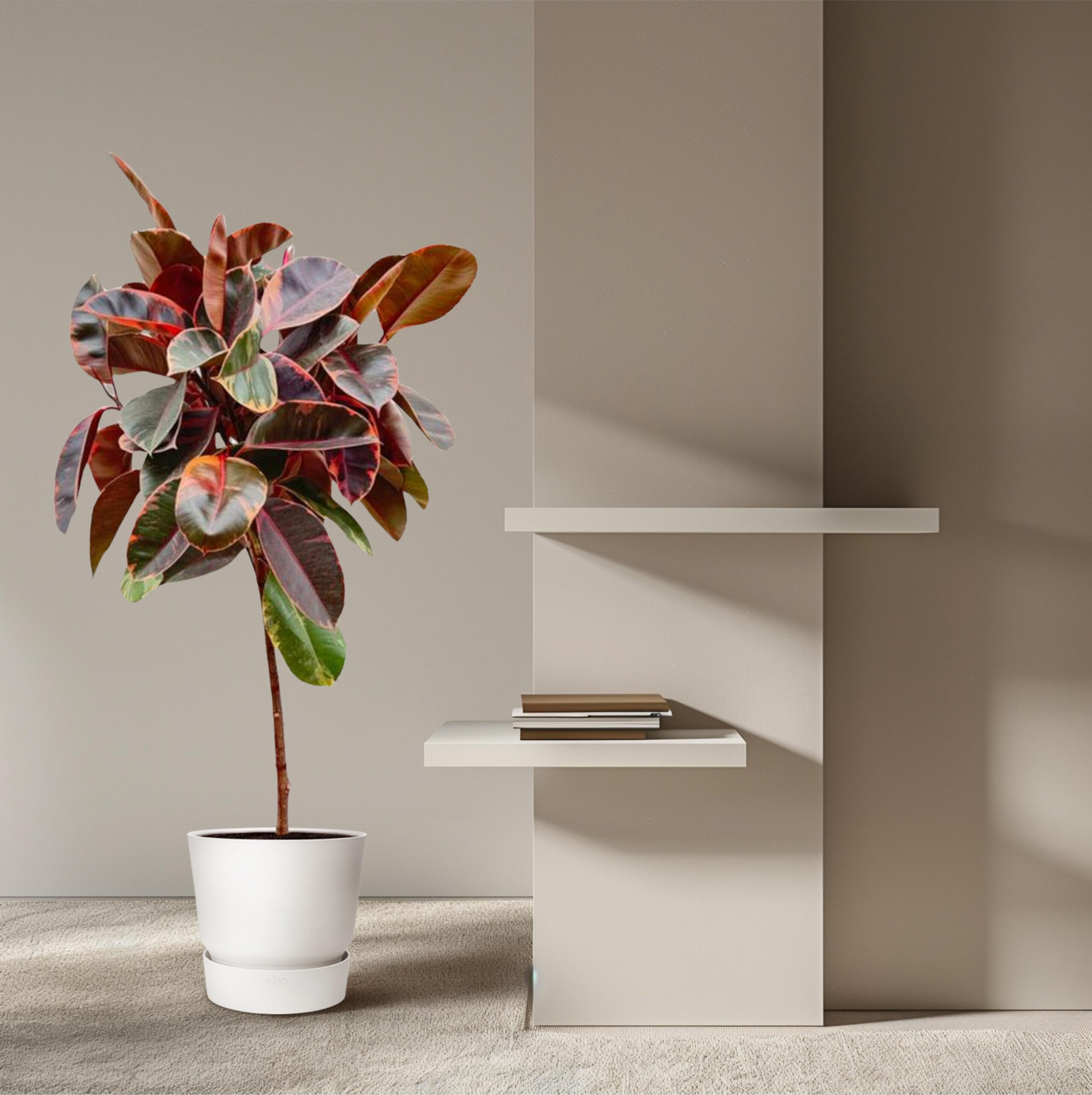 Ficus Elastica Belize op stam en pot Ø24cm. Plante verte type Ficus Elastica Belize op stam, livrée en pot, idéale pour intérieur lumineux. – Image 4