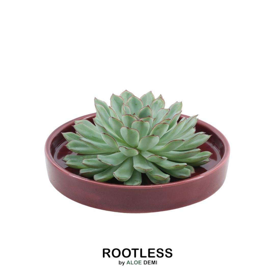 ROOTLESS Succulent Echeveria Pulidonis in schaal 'rood' Ø20 cm en pot Ø20cm  Hauteur 5cm. Plante verte type ROOTLESS Succulent Echeveria Pulidonis in schaal 'rood' Ø20 cm, livrée en pot, idéale pour intérieur lumineux.