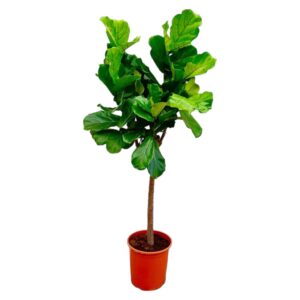Ficus Lyrata boom en pot Ø30cm. Plante verte type Ficus Lyrata boom, livrée en pot, idéale pour intérieur lumineux.