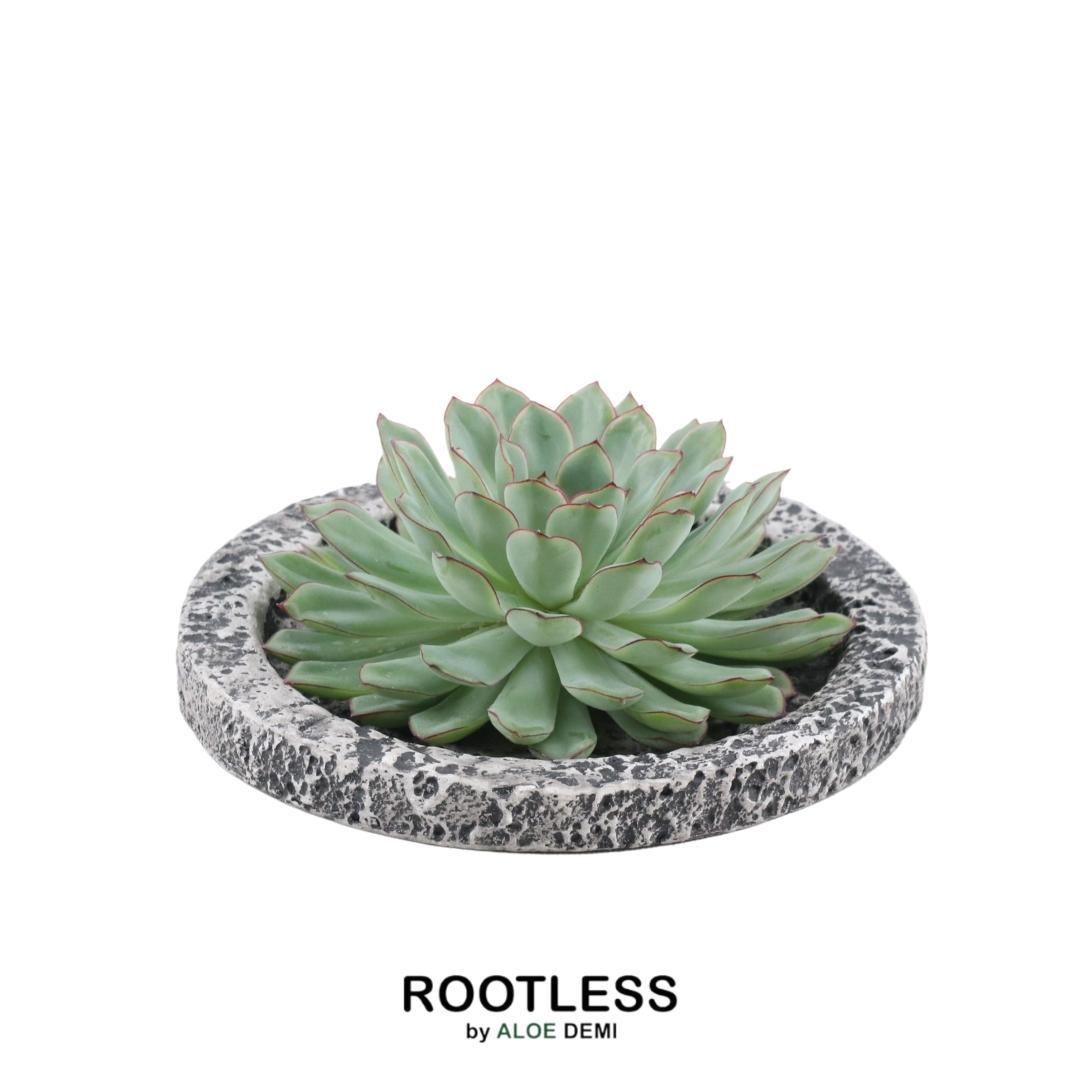ROOTLESS Succulent Echeveria Pulidonis in schaal 'Concrete' Ø20 cm en pot Ø20cm  Hauteur 5cm. Plante verte type ROOTLESS Succulent Echeveria Pulidonis in schaal 'Concrete' Ø20 cm, livrée en pot, idéale pour intérieur lumineux.