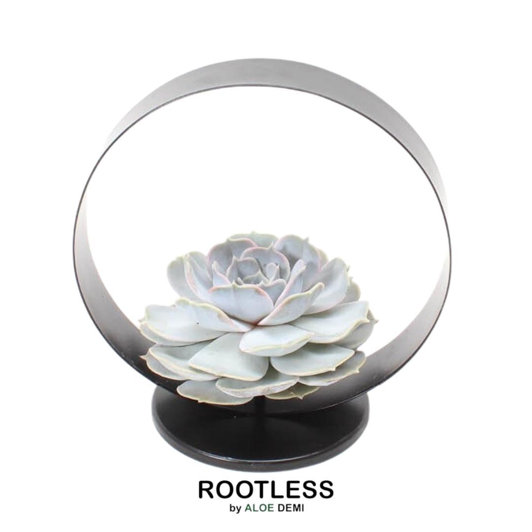 ROOTLESS Succulent Echeveria Lilacina op Deco tafelstandaard Ø20 cm en pot Ø20cm  Hauteur 20cm. Plante verte type ROOTLESS Succulent Echeveria Lilacina op Deco tafelstandaard Ø20 cm, livrée en pot, idéale pour intérieur lumineux.